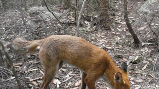 A fox snapped by cameras in Garigal and Ku-ring-gai national parks.