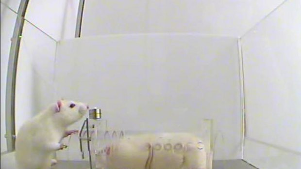 Laboratory rats demonstrate co-operation and empathy.