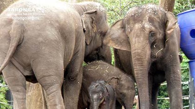 The little calf surrounded by his relatives today.