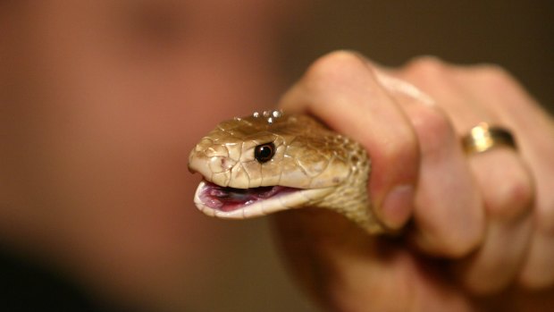 The man was bitten by a taipan in his home.