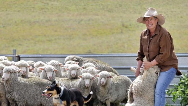 A very good season   ...  Rose Price inspects the superfine merino  flock at her Glen Innes property. She hopes she can get them shorn while wool prices are still booming.