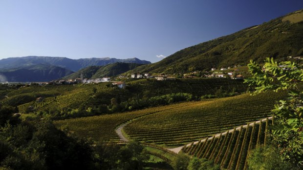 The Prosecco region in San Pietro di Barbozza, Italy.