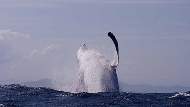 A humpback whale on the journey from Byron Bay to Sydney