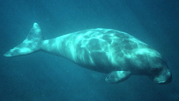 Dugongs and other marine mamals rely on seagrass beds.