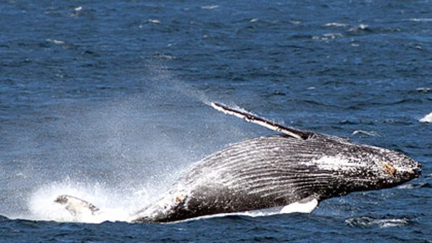The lure of swimming with humpbacks in Tonga may drive them further offshore, thus endangering the species.