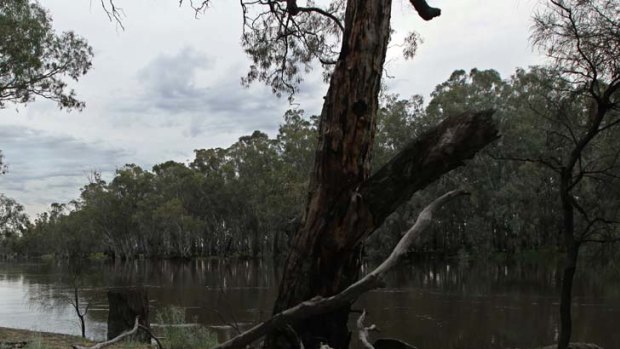 "The Wilderness Society received an assurance from the Environment Minister,  Robyn Parker, in February that the government 'will not reverse river red gum legislation' but said yesterday it was dismayed by the inquiry."