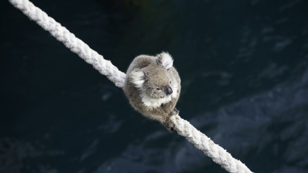 A koala climbs on board the MV Portland.