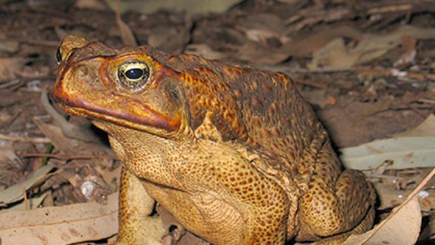 Cane toad hitches a ride to the South-West