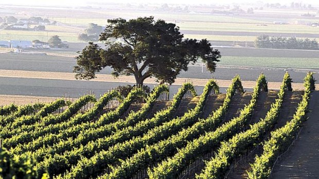 Two of Australia's biggest wine companies have blamed the current wine tax system for a grape glut.
