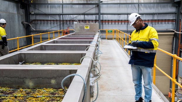 A worker at the Bureau Veritas pilot plant in Adelaide.