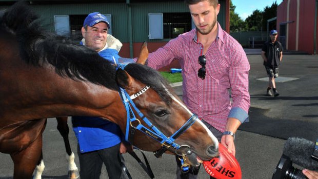 On the ball: Blue Diamond hope Chivalry hams it up with trainer Mark Kavanagh, left, and part-owner and Carlton captain Marc Murphy.