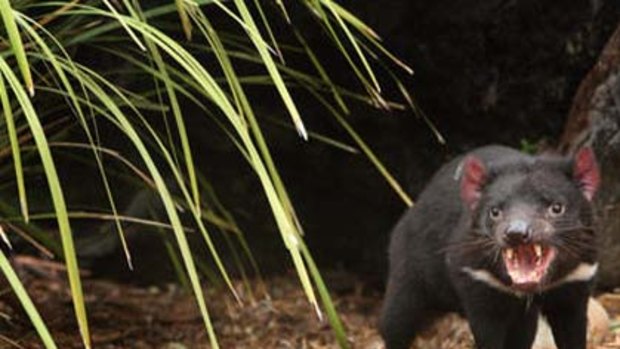 Scientists have discovered genetic differences between Tasmanian devils in various regions of the state.