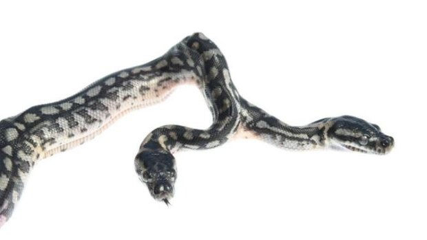 The snake has been nicknamed 'the twin destroyers'.