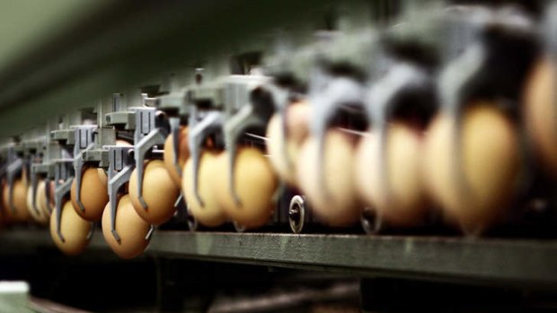 The ACCC says consumers pay a premium for eggs classed as free range.
