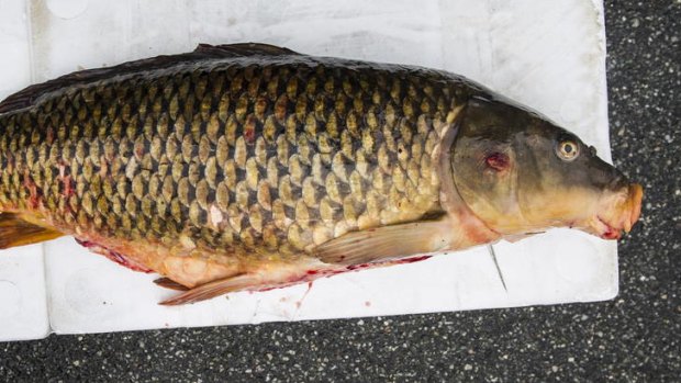 A large carp caught in Lake Ginninderra.
