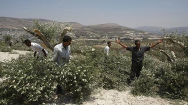 Aftermath of rage...Palestinian farmers from the village of Burin inspect the remains of their olive trees after Jewish settlers tore them down.