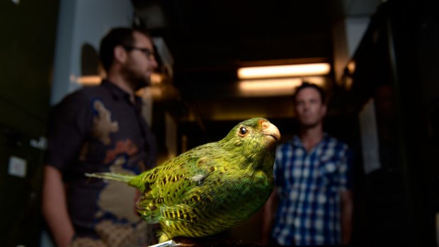 Kevin Rowe, senior curator of mammals at  Museum Victoria, and Nick Clemann, of the threatened fauna program, with a specimen of <i>Pezoporus wallicus</i>  the eastern ground parrot.