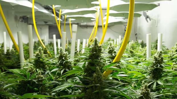 British Columbia facility Broken Coast Cannabis, where legal medical grade marijuana is grown hydroponically.