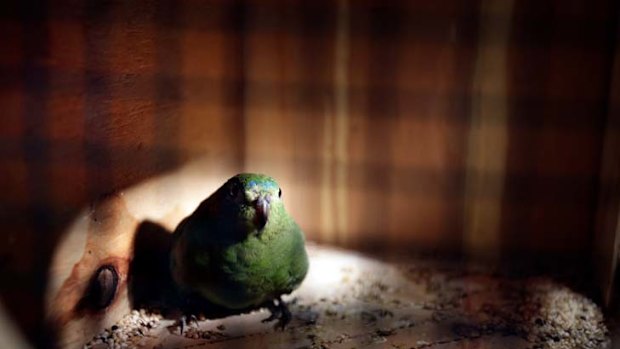 Rescue ... orange-bellied parrots flown from Tasmania.