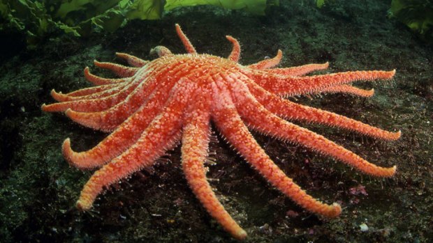 In perfect health: A healthy sunflower starfish cruises across the bottom of waters off British Columbia.