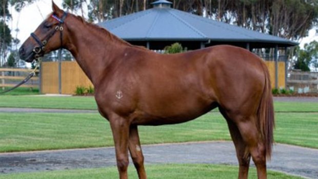 Makybe Diva's first filly, by Kentucky Derby winner Fusaichi Pegasus, was sold to Mark Kavanagh for $1.2 million at the Inglis Australian Easter Yearling Sale.