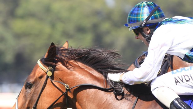 All revved up: Red Excitement wins for Brenton Avdulla in February.