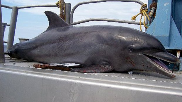 Bottlenose dolphins are being killed in the mesh of trawling nets.