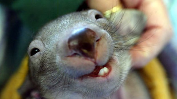 Utterly adorable ... hold a baby wombat at Wildlife Wonderland in Bass.