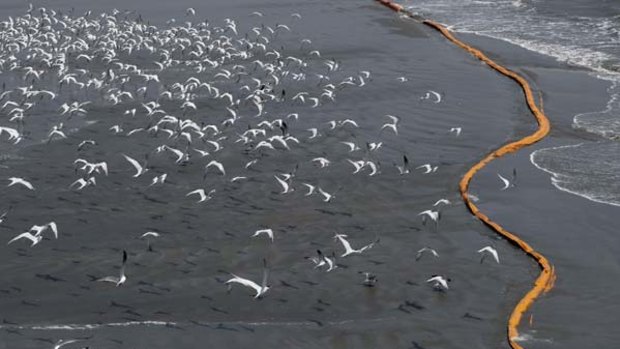 Birds fly past oil booms that were placed in an attempt to contain the oil spill off the Louisiana coastline.