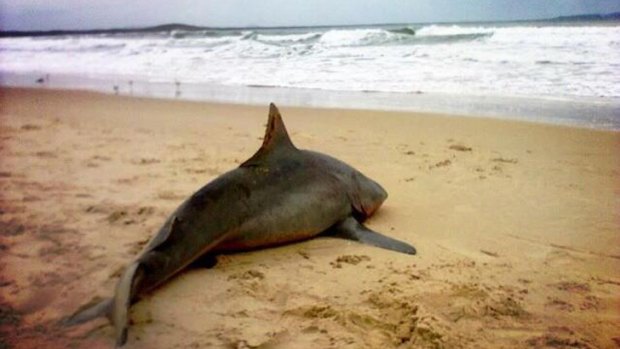 The shark found on Noosa Main Beach.
