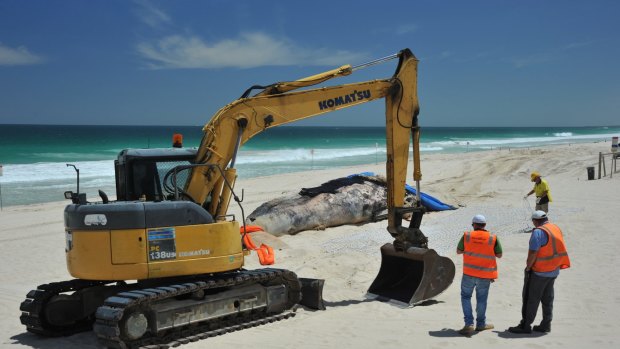 Workers survey the scene at Scarborough Beach.