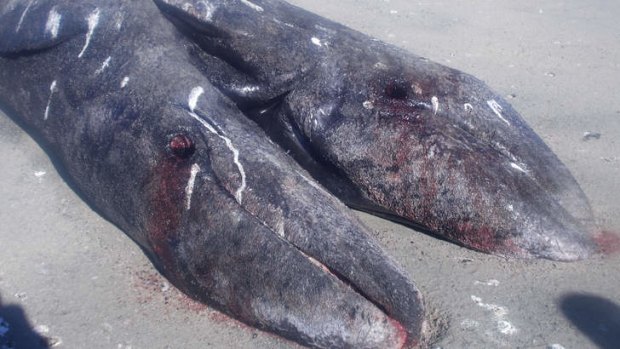 The two conjoined whale calves lie dead on a beach in the Ojo de Liebre lagoon on the Baja Peninsula.