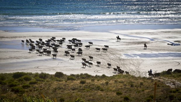 Hammond brothers cattle on Robbins Island.