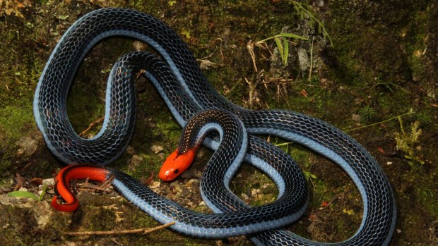 The super-powerful venom of the long-glanded blue coral snake could inspire new pain treatments for humans.