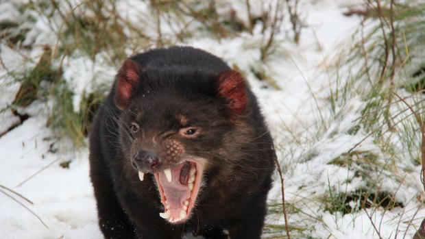 Disease-free Tasmanian devil habitat in the Tarkine has won greater protection.
