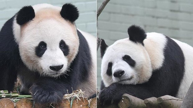 Giant pandas Yang Guang and Tian Tian will become parents in Edinburgh if Perth researcher Monique Paris gets her way.
