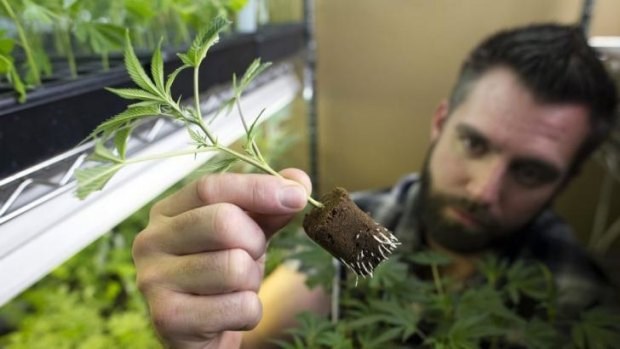 Growing acceptance ... Douglas Chloupek, CEO of MedMar Healing Centre, a medical-marijuana dispensary, looks at the root structure of a young marijuana plant in San Jose, California.