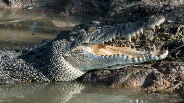 Crocodiles are on a long list of threats from which we are being protected by the state government.