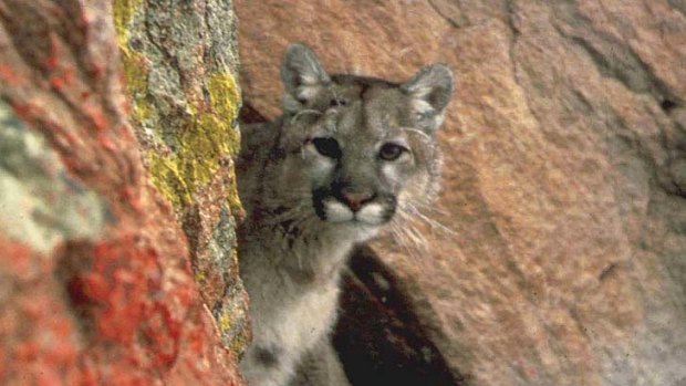 A cougar  in the western region of the US.