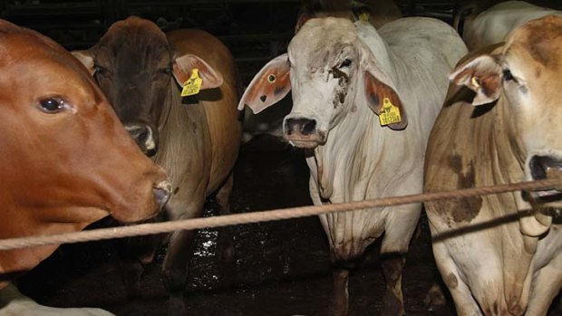 Awaiting slaughter: Cattle at an Indonesian abattoir.
