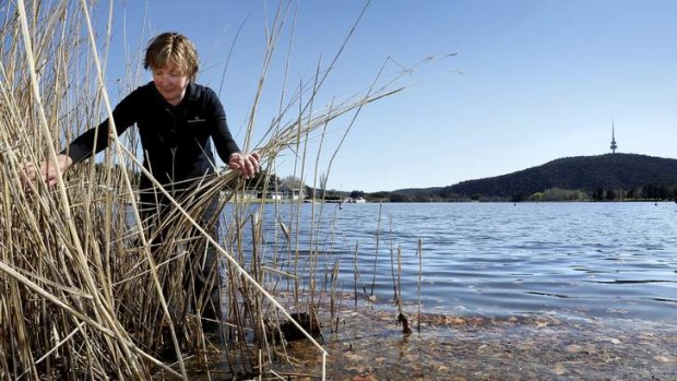 Greening Australia project manager Angela Calliess inspects phragmites, planted along Lake Burley Griffin as part of a trial.