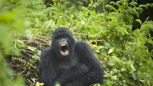 Magic mountain ... a mountain gorilla makes an appearance..