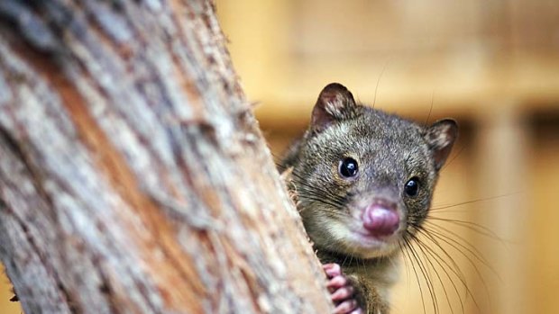 Shy guest ... a Cape Otway sanctuary offers hope for the endangered tiger quoll.