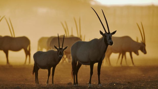 Arabian oryx raised in captivity.