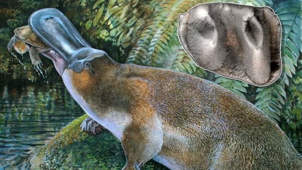 Full set of gnashers: the massive platypus that lived in Queensland.