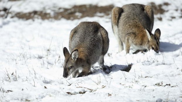 Wallabies foraging in the snow at Namadgi National Park...  sent in by Leo Berzins for the Winter Photo Competition.