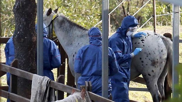 Biosecurity Queensland staff take samples from horses on a property in Mt Alford.