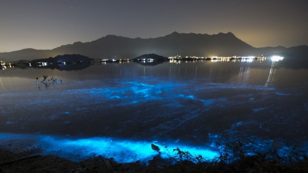 Glow-in-the-dark blue waves caused by the phenomenon known as harmful algal bloom or 'red tide', are seen at night near Sam Mun Tsai beach in Hong Kong.