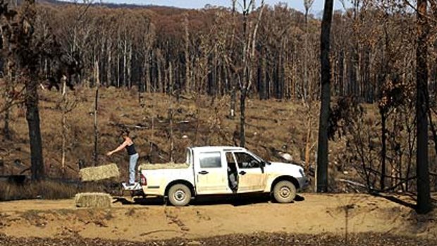 Park ranger and Wildlife Victoria volunteer Lellani Schaller, in the forest near Wandong, drops of hay for kangaroos left hungry by the bushfires.
