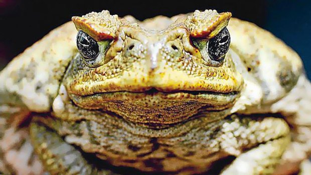 A poisonous cane toad at Sydney's Taronga Zoo.